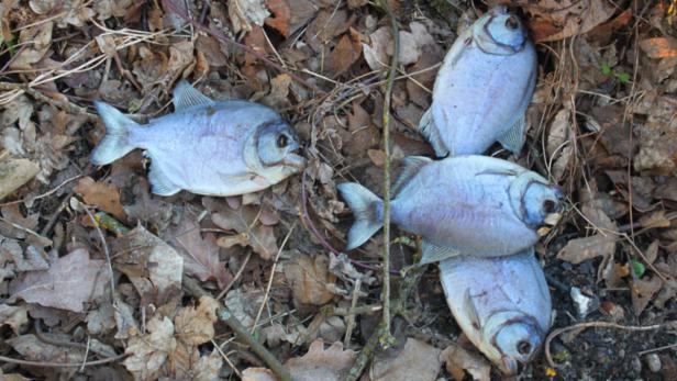 oö tote piranhas in steyr gefunden