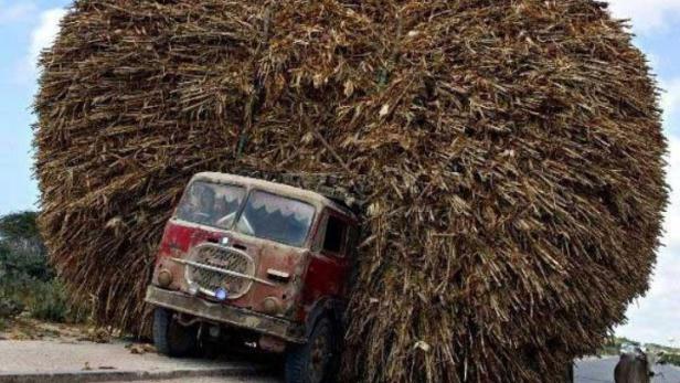 Ein überladener, alter, roter LKW transportiert eine riesige Menge Zuckerrohr.
