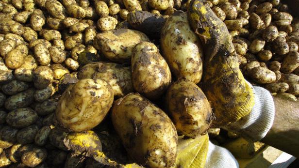 Frühkartoffelernte Eine Handvoll Glück: Heurige, frisch geerntet.