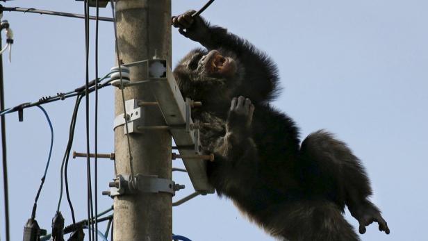 Ein Affe klettert an einem Strommast hoch.