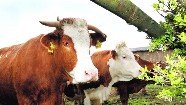 In Österreich ist die MIlch-Produktion teurer als in Norddeutschland