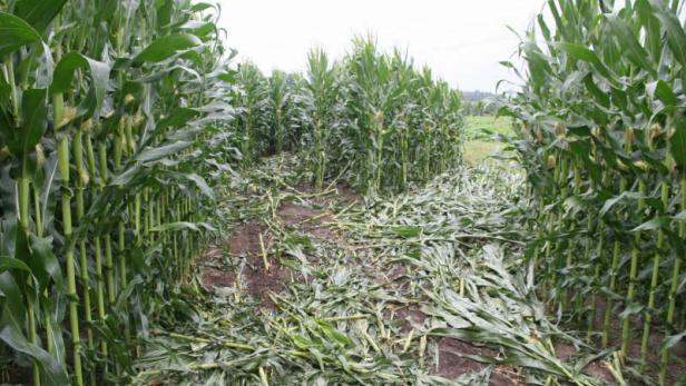 Ein beschädigtes Maisfeld mit abgeknickten Pflanzen.