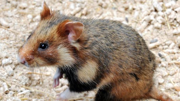 ARCHIV - Ein Feldhamster sitzt in einem Käfig der Hamster-Aufzuchtstation im elsässischen Mülhausen (Foto vom 10.08.2009). Der Feldhamster ist nach der neuen Roten Liste eines der am meisten gefährdeten Tiere in Deutschland und vom Aussterben bedroht. Ein Grund dafür sei neben Straßen- und Siedlungsbau eine intensive Landwirtschaft, sagte die Präsidentin des Bundesamtes für Naturschutz, Jessel, am Dienstag (06.10.2009) in Berlin. Foto: Rolf Haid dpa (zu dpa 0330 vom 06.10.2009) +++(c) dpa - Bildfunk+++