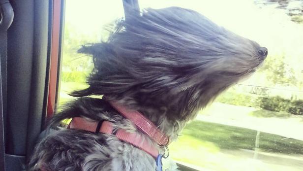 Ein Hund mit rosa Halsband genießt die Fahrt mit dem Auto und lässt sich den Wind um die Nase wehen.