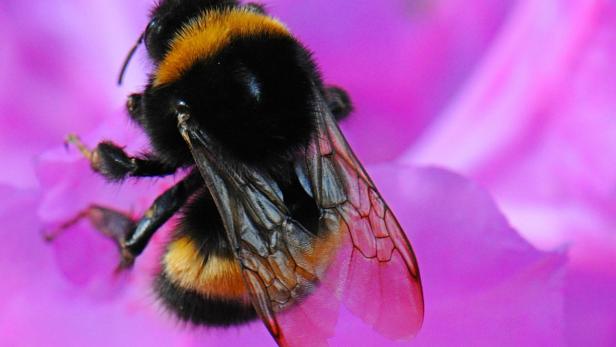 Weltweit gibt etwa 250 Hummelarten. Die staatenbildenden Insekten kommen vor allem in den gemäßigteren und kühleren Regionen der Nordhalbkugel vor. Besonders artenreich sind sie in Europa und Asien.