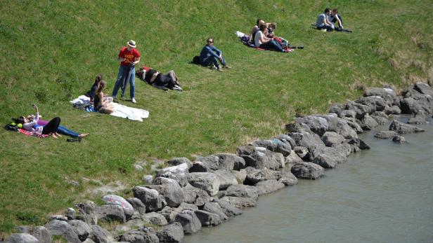 Sonnenanbeter am Salzachufer