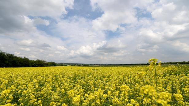 Raps liefert eines der wichtigsten Pflanzenöle für die Ernährung sowie für die Erzeugung von Biodiesel.