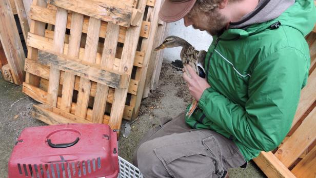 Ein Mann mit Bart hält eine Ente in seinen Armen.