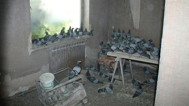 In dem völlig verwahrlosten Haus lebte der Mann mit bis zu 200 Tauben zusammen.