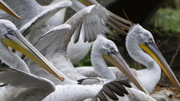 Vogelgrippe: Pelikane in Schönbrunn wurden eingeschläfert