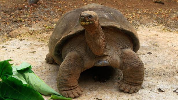 Eine Galapagos-Riesenschildkröte steht auf einem sandigen Untergrund und frisst grüne Blätter.
