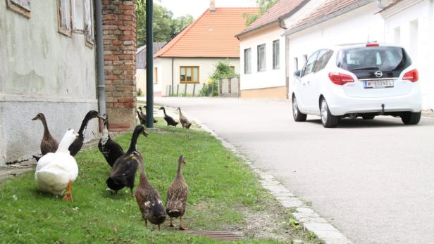 Laufenten bremsen Raser aus