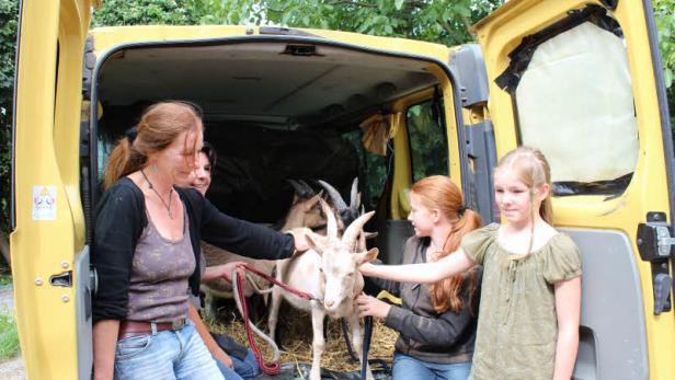 Mehrere Personen verladen Ziegen in einen gelben Transporter.