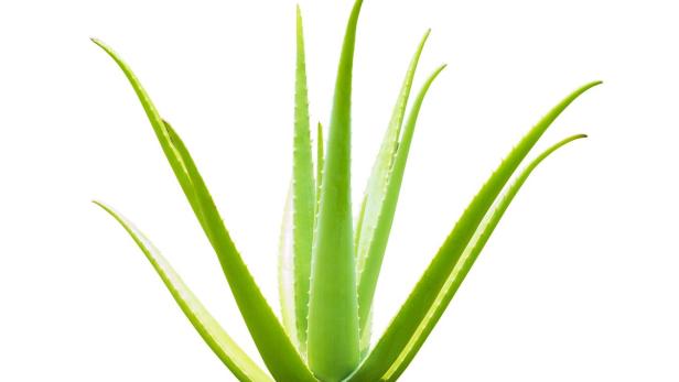 Wenn es um Hautpflege geht, kommt man um Aloe vera kaum herum, im Markt der Pflegeprodukte ist die Pflanze aus der Familie der Grasbaumgewächse ein fixer Bestandteil.