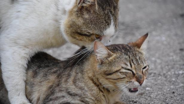 Der Paarungstrieb der Katzen kann für Halter mühsam sein.
