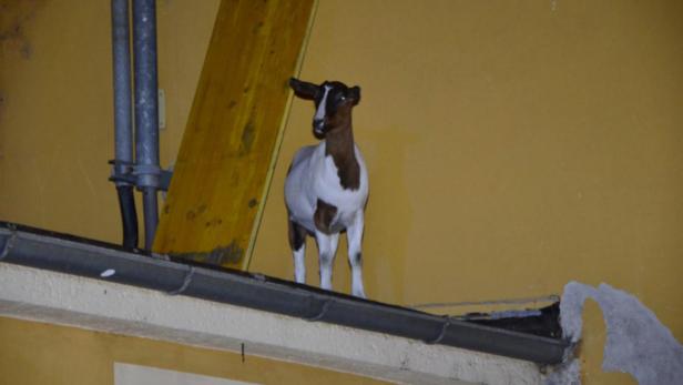Eine braun-weiße Ziege steht auf einem Dach.