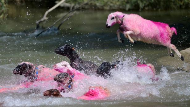 Eine Gruppe rosa und schwarzer Schafe springt und schwimmt in einem Fluss.