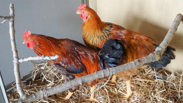 Wegen der Vogelgrippewarnung befinden sich die Tiere in Quarantäne.