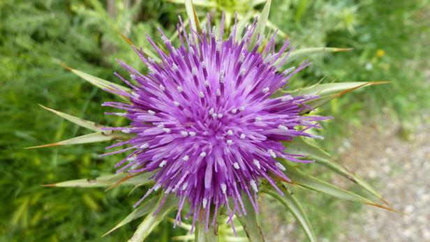 Eine lila Blüte einer Distel mit spitzen Blättern.