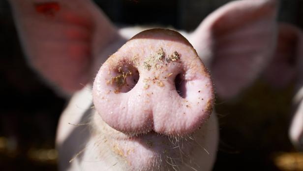 OÖ: Entlaufenes Schwein laut Besitzerin abgeschossen
