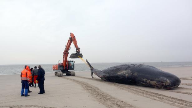 Ein toter Wal wird mit einem Bagger von einem Strand entfernt.