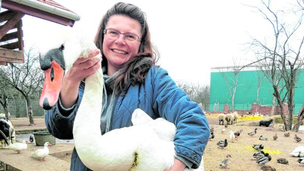 Tierärztin Dr. Claudia Herka päppelt geretteten Schwan auf