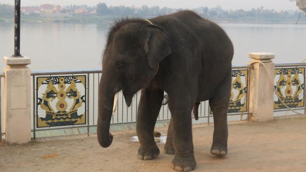 Auf der Promenade in Nong Khai (Thailand) am Mekong spaziert ein junger Elefant.