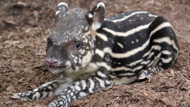 Ein junger Tapir liegt auf dem Waldboden.