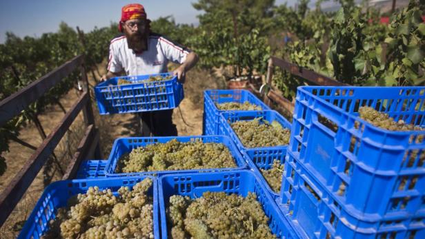 Wine-grower Yosef Ferency loads a crate of freshly harvested Chardonnay grapes onto a cart at his family&#039;s vineyard near the West Bank Jewish settlement of Bat Ayin, south of Bethlehem August 20, 2012. Established in 1993, Ferency&#039;s winery produces some 6,500 bottles of kosher wine a year using organically grown grapes. REUTERS/Nir Elias (WEST BANK - Tags: FOOD AGRICULTURE)