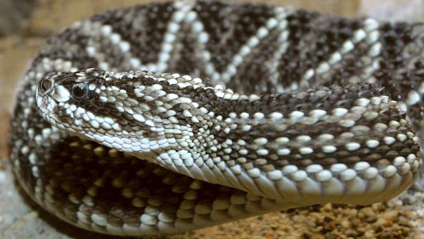 Nahaufnahme einer zusammengerollten, gefleckten Klapperschlange.