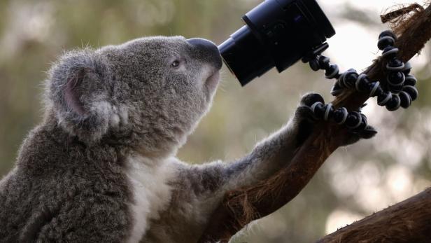 Das bekannteste Tier Australiens, der Koala, aus der Untergruppe der Beutelsäuger, muss in spezielle Schutzgebiete gebracht werden, um der Nachstellung eingeschleppter Jäger wie dem Rotfuchs zu entgehen