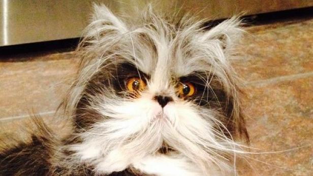 Eine langhaarige Katze mit bernsteinfarbenen Augen liegt auf dem Boden.