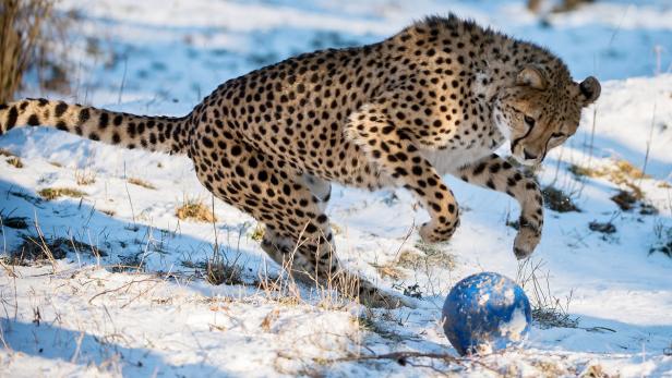 Junger Gepard beim Ballspielen in Schönbrunn