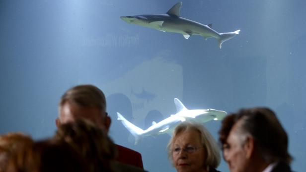 Besucher betrachten Hammerhaie in einem Aquarium.