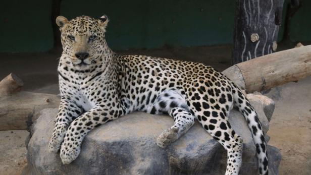 Leopard in Einkaufstraße - Vier Verletzte in Indien