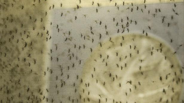 Viele Mücken sitzen auf einem Fliegengitter.
