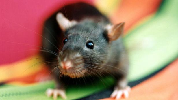 Schlaganfall: Ratten lernten wieder greifen
