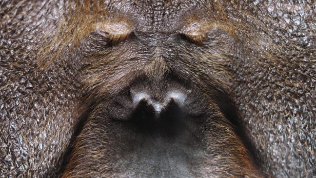 Borneo orangutan --- Image by © Bernd Vogel/Corbis