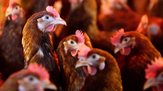 Sorge um Antibiotika im Hühnerstall
