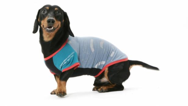 Für Modebewusste: Dackel trägt Design. &quot;Göttin des Glücks&quot; druckt der öko-fairen Kleidung einen flotten Spruch auf: &quot;Always ready to woof&quot;. Für kleine bis mittelgroße Hunde in den (z.B. 1040 Wien, Operngasse 32).