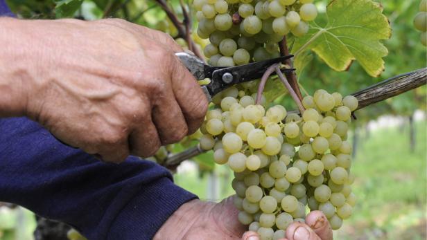 Erntehelfer sollen im Weinbaubetrieb von Stefan Kast zu gering entlohnt worden sein. Der Jungpolitiker und Bundesobmann der Jungbauern wehrt sich gegen die Vorwürfe
