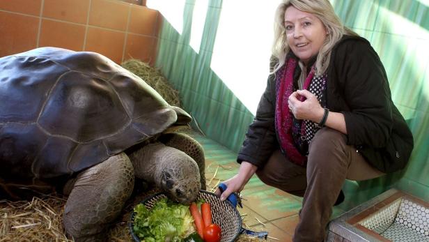 Galapagos-Riesenschildkröte Poldi mit Helga Happ vom Reptilienzoo in Klagenfurt