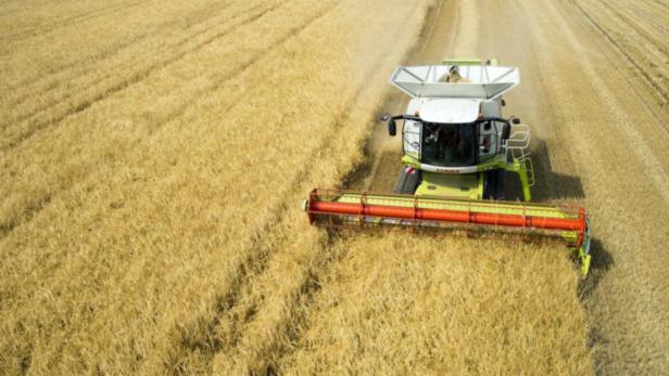 Ein Mähdrescher erntet ein Feld mit reifem Getreide.