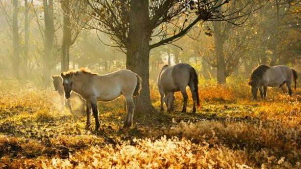 Eine Gruppe Pferde grast auf einer Wiese im goldenen Licht.