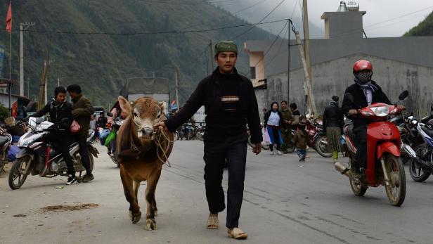 Ein Mann führt ein Kalb auf einer belebten Straße in einer asiatischen Stadt.