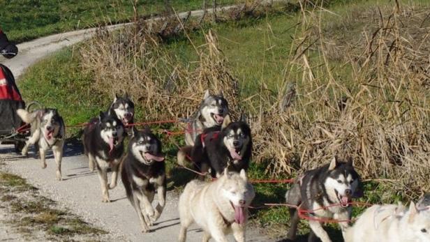 Mutter und Tochter siegen bei Schlittenhundewagen-EM