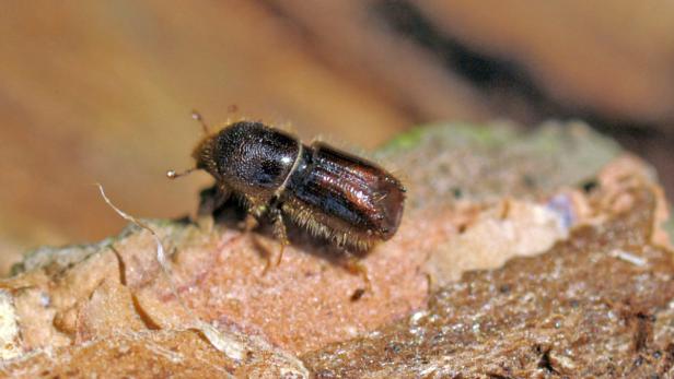 Bizarrer Streit um Rüsselkäfer, die von der Decke fallen