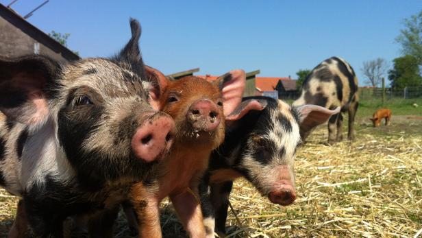 Zu Besuch bei Schwedens Bio-Pionier