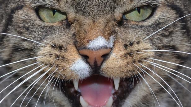 ARCHIV - Ein Kater faucht am 30.08.2012 im Tierbark Stralsund in die Kamera des Fotografen. Um die Überpopulation von rund zwei Millionen streunender Katzen in Deutschland einzudämmen, sollen herrenlose Exemplare nach den Vorstellungen mehrerer Tierschutzorganisationen kastriert werden. Foto: Stefan Sauer/dpa +++(c) dpa - Bildfunk+++