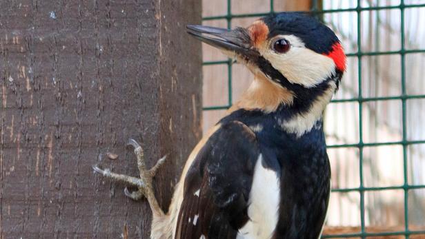 Entkräftet und flugunfähig wurde der5 Buntspecht &quot;Woody&quot; in die Eulen- und Greifvogelstation Haringsee (EGS) gebracht.